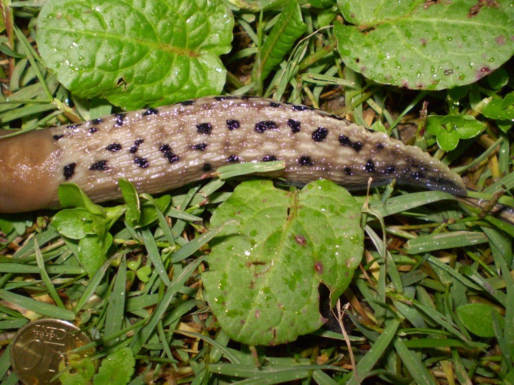 Limax aldrovandi Moquin-Tandon 1855 (Levanto SP)